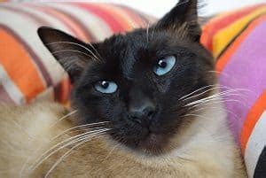 If you've just adopted a new kitty, she will need time with you at home to learn your schedule, get into a daily routine and know what behaviors are appropriate in your home. How Long Can You Leave Siamese Cats Alone? | FAQcats.com