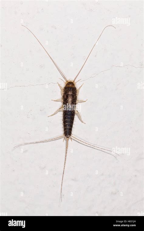 Long Tailed Silverfish Ctenolepisma Longicaudata Groningen