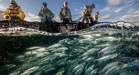 Spotlight On Canadas Fisheries Industry Thefutureeconomyca