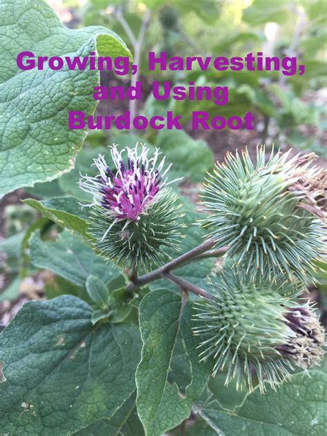 Burdock A Learning Experience Epic Fail Anyone How To Grow And Use
