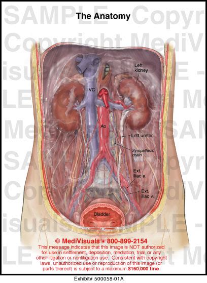 Abdominal Retroperitoneal Anatomy Medical Illustration Medivisuals