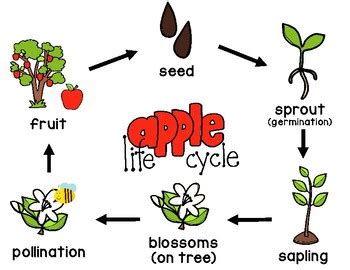 Life cycle of a cactus Apple Life Cycle Poster FREE by Mrs Davidson's Resources | TpT