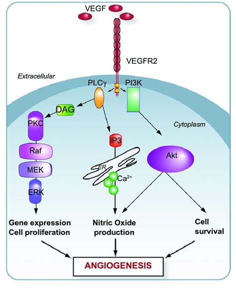 Vegfr 2 Signaling Pathway