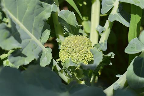 Hudson Valley Farm Hub Tracing Broccoli Siguiéndole La Pista Al