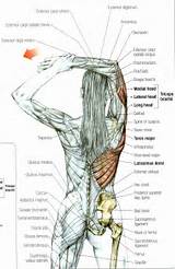Images of Muscle Exercises Triceps
