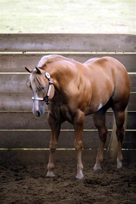 Beautiful, Palomino and Tack on Pinterest