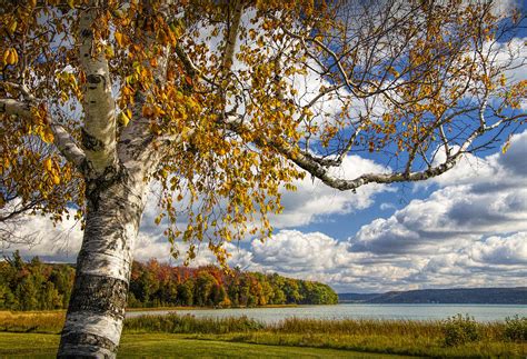 Autumn White Birch Tree On The Shore Of Glen Lake Photograph By Randall