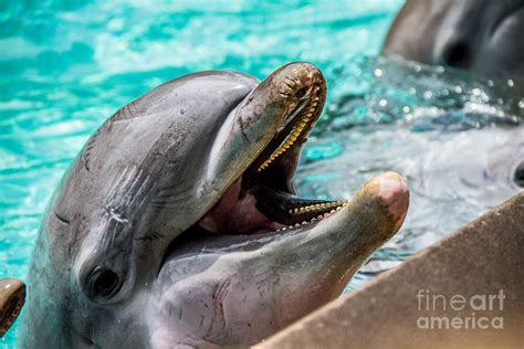 Dolphins Smile Photograph By Nel Saints Fine Art America