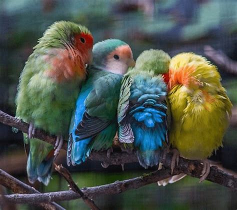 Mobile9 Cute Birds Wallpapers Wallpaper Cave