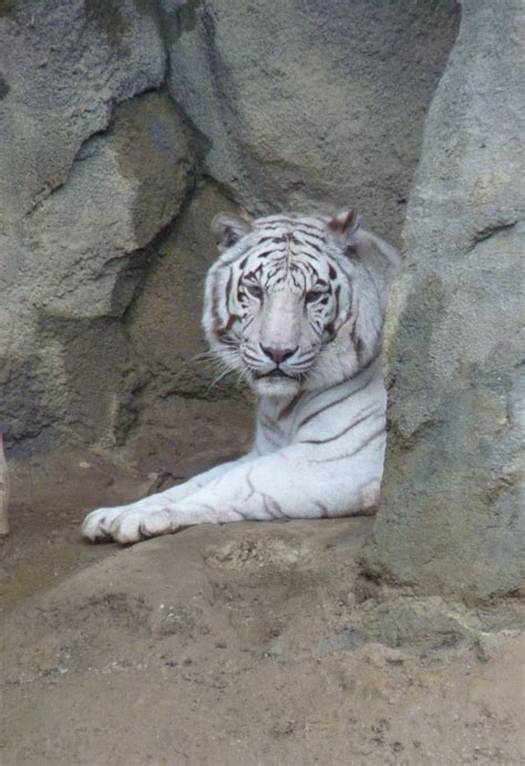 White Tiger Cincinnati Zoo Cincinnati Zoo Zoo Animal Lover