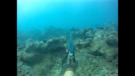Kauai Spearfishing Just Dive 1 Youtube