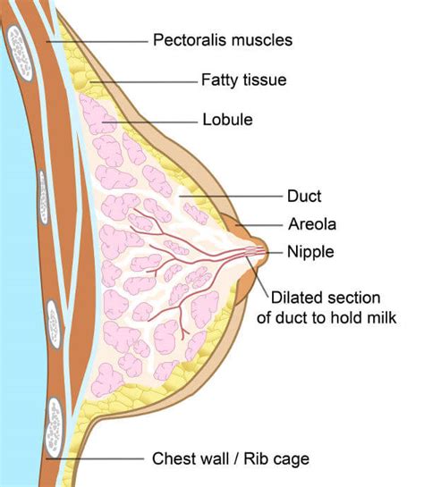 For many women, what can make this symptom particularly confusing is that breast soreness is also a very common sign of your period. Pregnancy Symptoms, Early Signs of Pregnancy