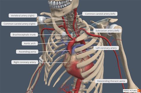 Chapter 2 Cardiovascular System Human Anatomy Master
