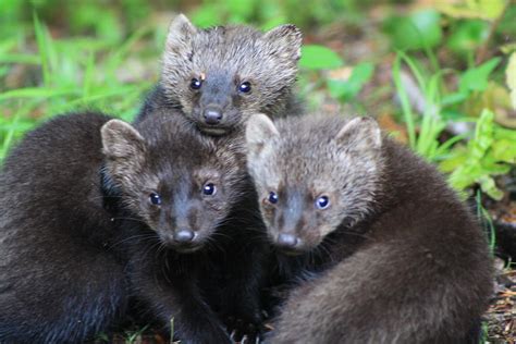 Three Fisher Cat Kits Photograph By Bruce Small Pixels