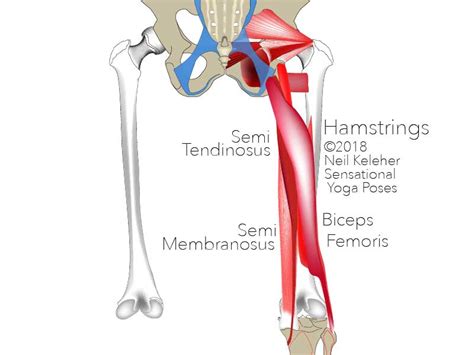 Biceps Femoris Outer Hamstring Pain