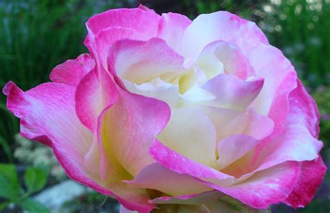 Julia S Gardens Double Delight Rose