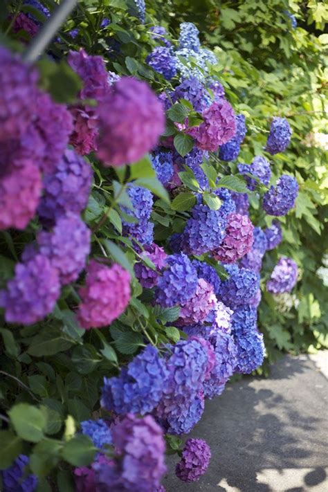 Pink And Blue Hydrangeas Flowers Pinterest