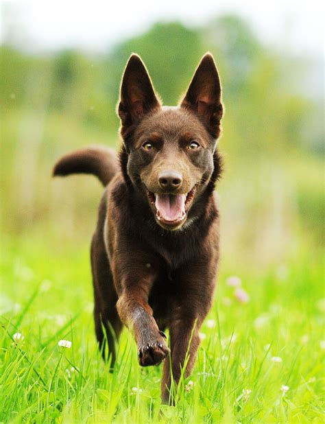 The Australian Kelpie Information About This Dog Breed