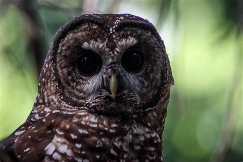 Site Visit Insights Spotted Owl Has Specific Habitat Needs The
