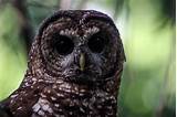 Site visit insights: Spotted owl has specific habitat needs - The ...