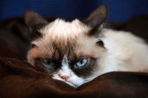 Grumpy Cat Wallpapers 4k Hd Grumpy Cat Backgrounds On Wallpaperbat