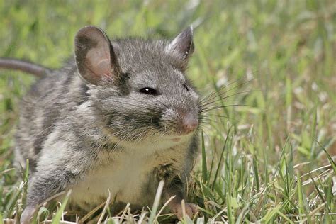 Norwegian Rat Cute Small Animals Pet Rats Norway Rat