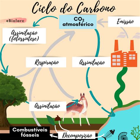 Mapa Mental Ciclo Do Carbono Edulearn