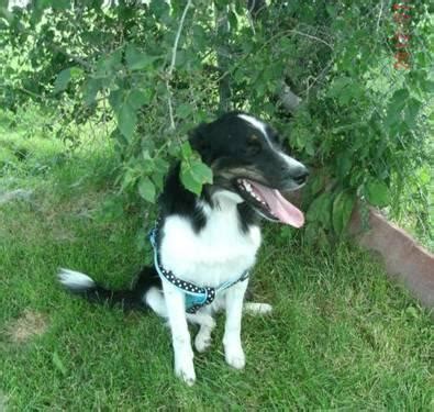 Border collies are intelligent dogs that love to work & are devoted to their families. Adorable ABCA Border Collie Male Puppy-Zip's Male 1 for Sale in Bancroft, Idaho Classified ...