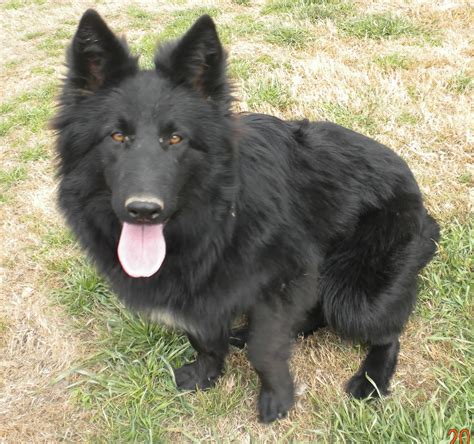 They will weigh around 55 to 100 pounds, variable based on their parents. German Shepherds at SDI Kennels: Long Haired Black beauty
