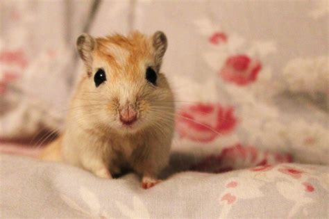My Gerbil Called Fox Cute Hamsters Cute Animals Gerbil