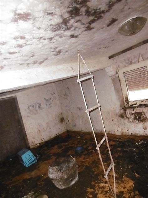 Die katzenhaltung in der wohnung: Tierquälerei