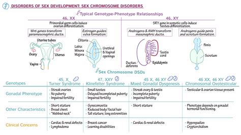 Embryology Sex Chromosome Dsd Ditki Medical And Biological Sciences