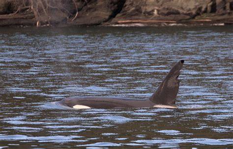 70 Biggs Killer Whales Spotted In One Day In Salish Sea Delta Optimist