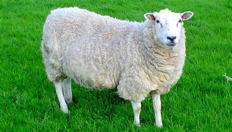 Australian Sheep Drops 89 Pounds Worth Of Wool