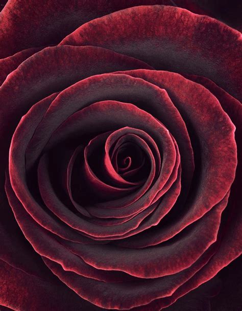 Maroon Roses Wallpapers Top Free Maroon Roses Backgrounds