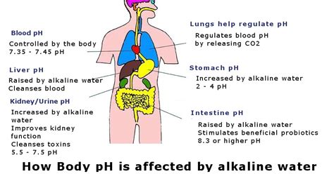 Konsumsi air alkali secara teratur sebagai pengganti air minum biasa akan memberikan banyak manfaat bagi kesehatan. Pengolahan Air Baku: Pengaruh Air Alkali terhadap Organ Tubuh