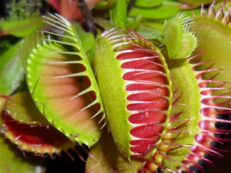Do venus fly traps make noise? venus fly trap - St Johns Garden Centre