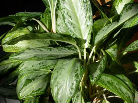Jul 29, 2021 · the vigorous flowering tree grows up to 15 ft. House Plants & Pottery - Woods Farmer Seed & Nursery