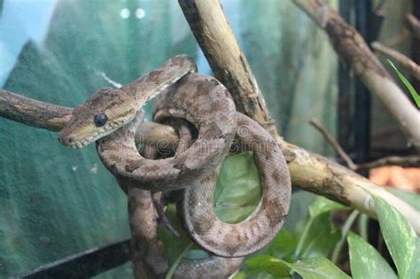 Venomous Snake Viper In A Terrarium Animal Reptile Stock Image Image