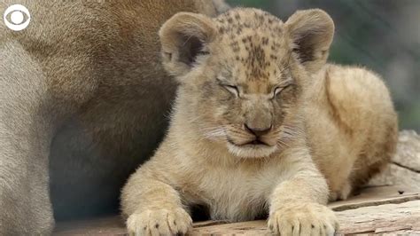Web Extra Rare Lion Cubs Born Youtube