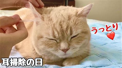Knowing how to clean a cat's ears is an important skill to have if you need to lend a helping hand. 【猫耳掃除】機嫌が悪いまる猫に耳掃除をしたらうっとりして寝てしまいました!Cat ear cleaning!Cute ...