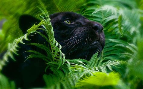 Black Desktop Animal Hd Wallpapers Wallpaper Cave