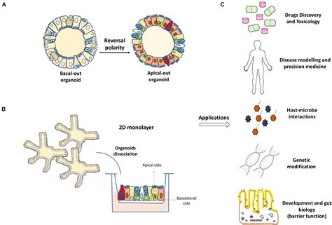 Frontiers Organoids And Their Use In Modeling Gut Epithelial Cell
