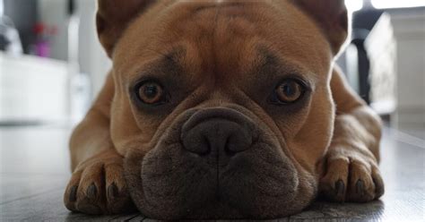Problemi della pelle nei cani: ecco i 7 più comuni - Bigodino