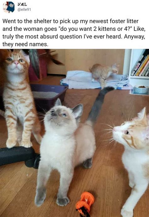 An Absurdly Absurd Question Wholesomememes Funniest Cat Memes Funny