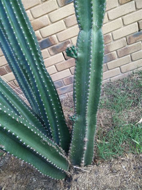 The true christmas cactus, s. New growth | Cactus plants, Plants, New growth