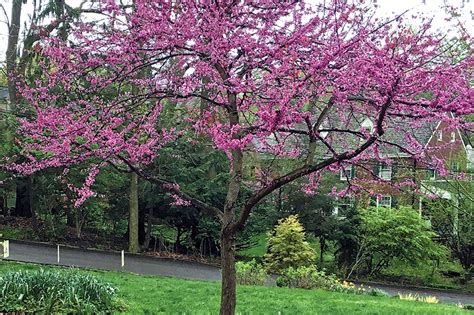 The false ashoka tree or indian mast trees are used for ornamental in gardens throughout india. ornamental trees - Mt Lebanon Magazine