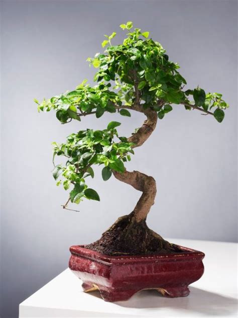 Symbolism Of Bonsai Tree Common Types And Meanings Sarah Scoop