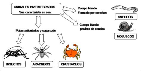 Animales vertebrados e invertebrados para niños para colorear - Imagui
