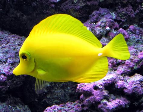 Tropical Fish Fishes World Hd Images And Free Photos